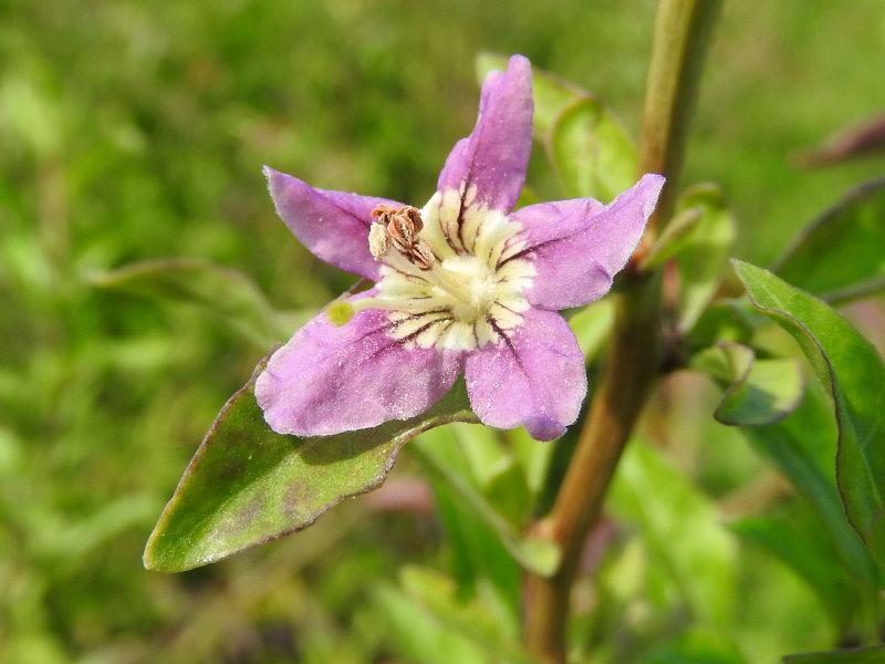 Lycium barbarum blüht lila.