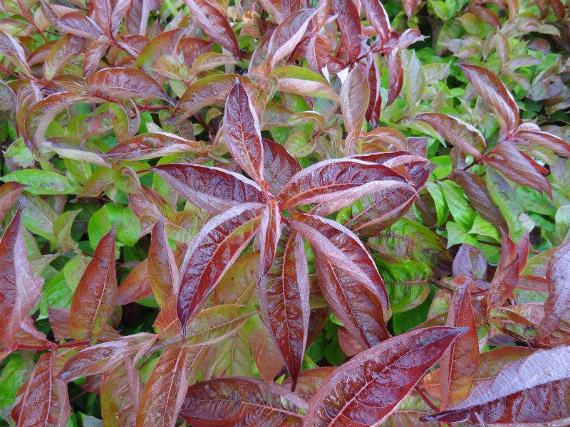 Weigela Wings of Fire überzeugt mit einer facettenreichen Herbstfärbung