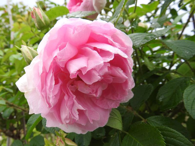Hübsche, duftende Blüte der Rose New Century