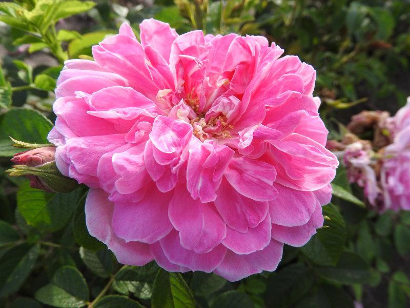 Gefüllte, rosa Blüte der Rose New Century