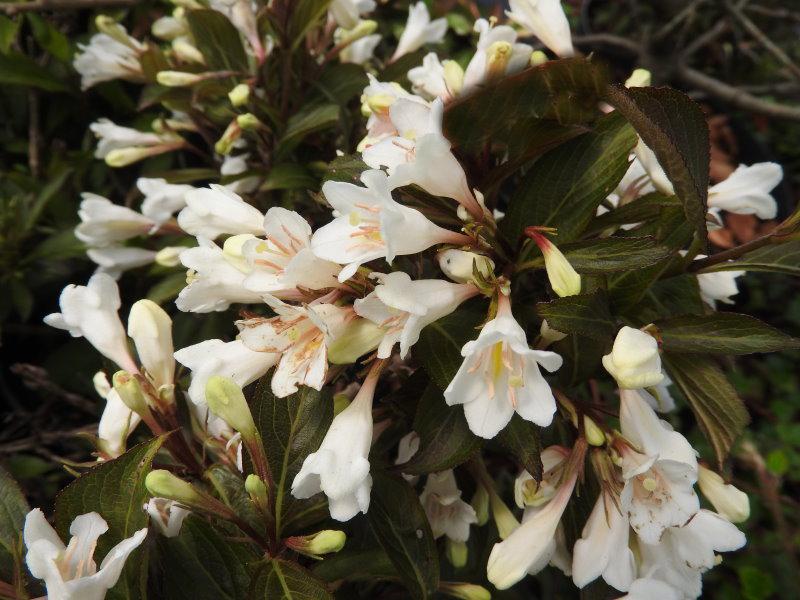 Schöner Kontrast: Weiße Blüten und dunkelgrüne Blätter der Weigela Black and White