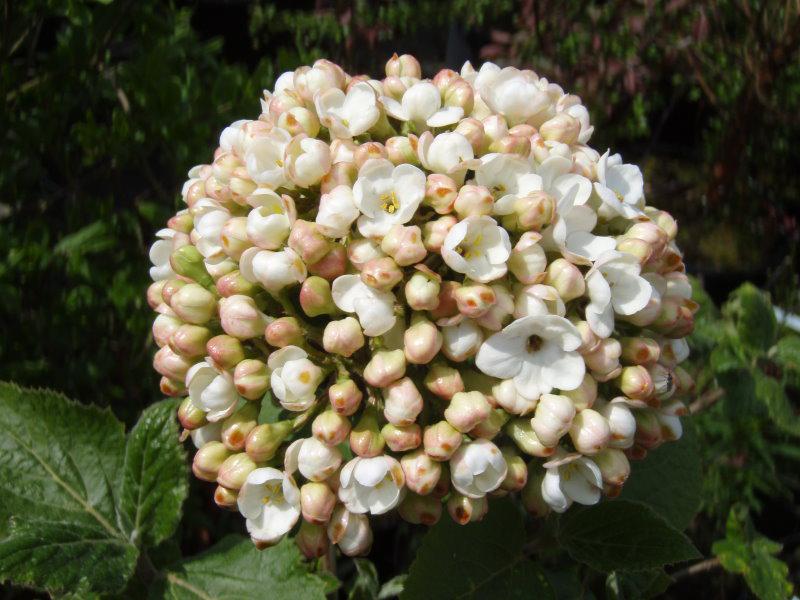 Die knospige Blüte von Viburnum carlcephalum