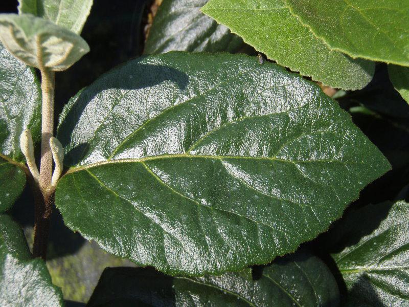 Viburnum carlcephalum, Laubblatt