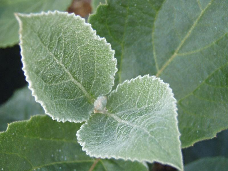 Bollolvon, Viburnum carlcephalum