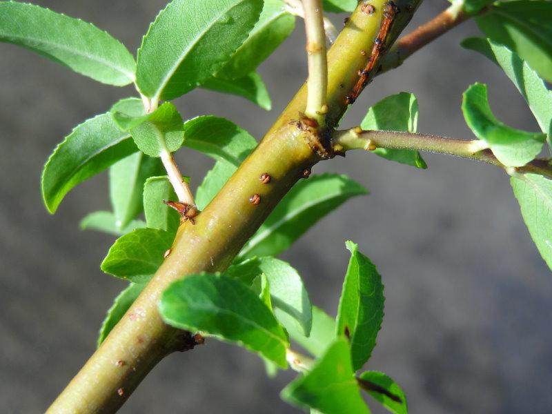 Rindenfärbung im Spätsommer bei Salix triandra Yellow Villaine