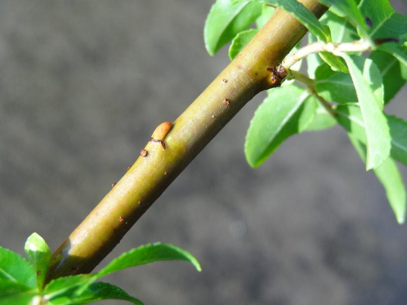 Rindenfärbung im Spätsommer bei Salix triandra Yellow Villaine