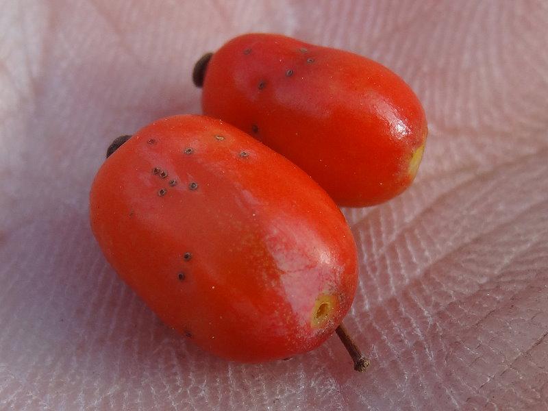 Säuerliche rote Beeren von Berberis koreana Rubin
