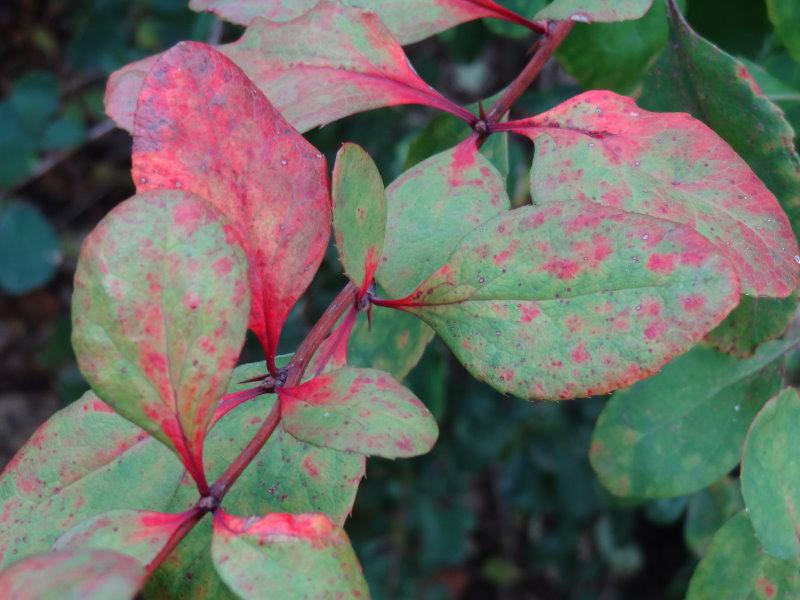 Berberis koreana Rubin in beginnender roter Herbstfärbung