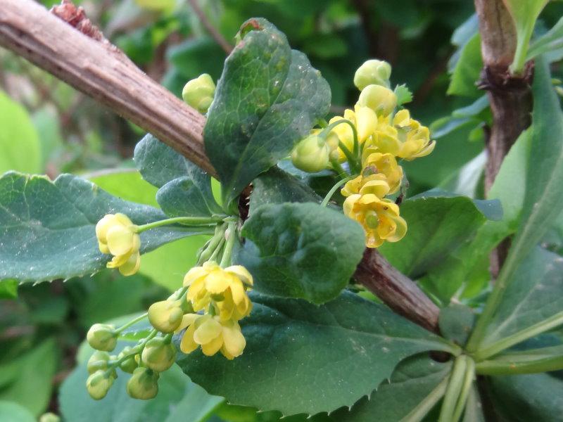 Gelbe Blüte der Koreanischen Berberitze