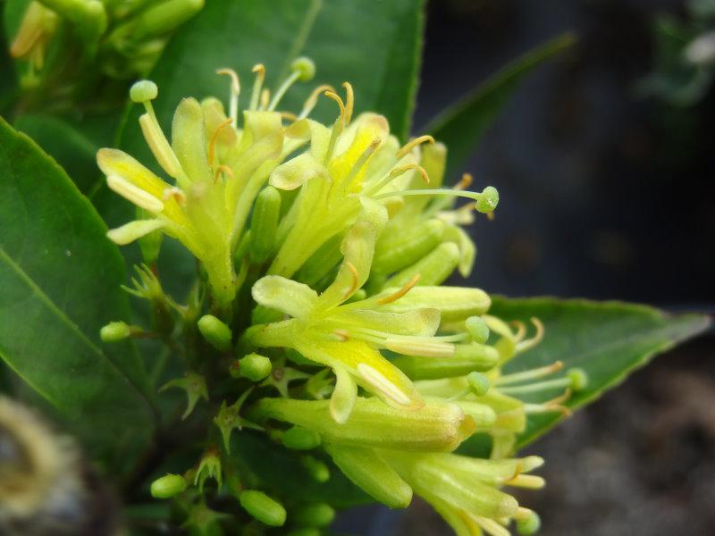 Gelbblühender Strauch: Diervilla lonicera Dilon