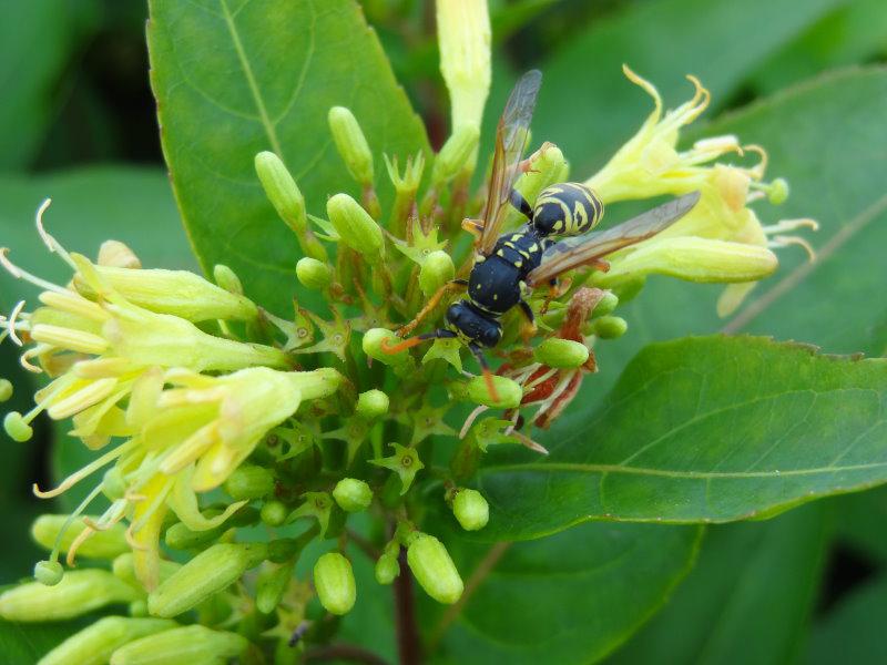 Diervilla lonicera Dilon: Auch Schwebfliegen bekommen hier Nahrung