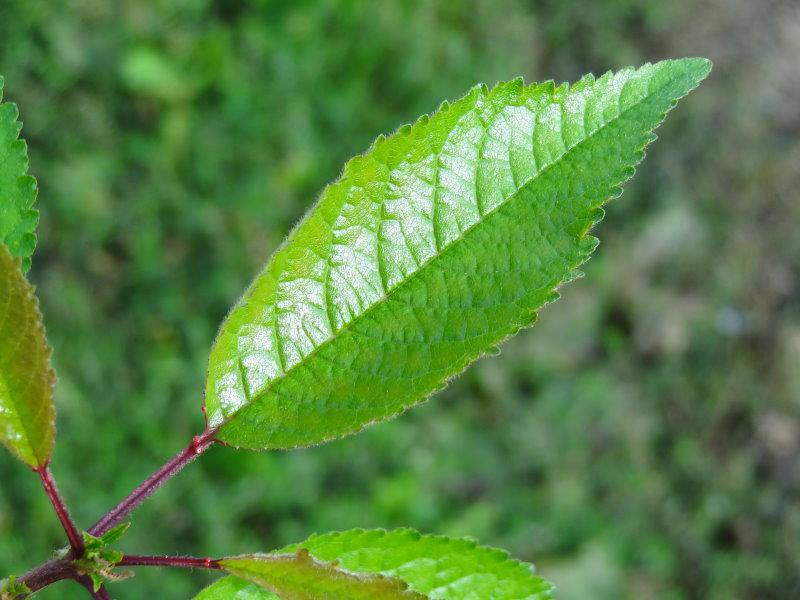 Laubblatt von Prunus schmittii