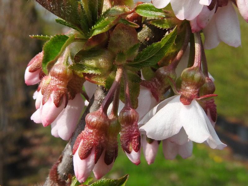 Im April bis Mai erscheinen die rosa Blüten der Prunus schmittii.