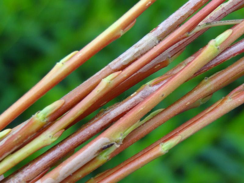 Salix rubens Flanders Red, Rindenfärbung im Spätsommer