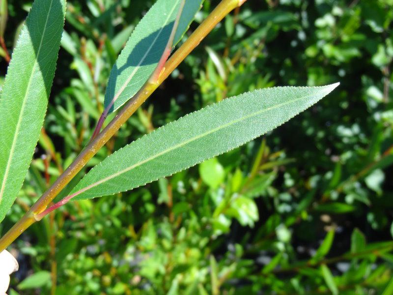 Salix rubens Flanders Red, Sommerlaub