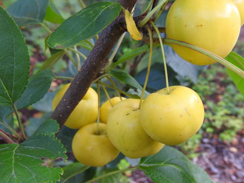 Zierapfel Wintergold - gelbe Äpfelchen