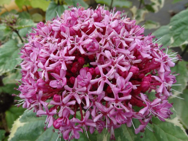 Blüte von Clerodendrum bungei Pink Diamond, aufgenommen Anfang Oktober