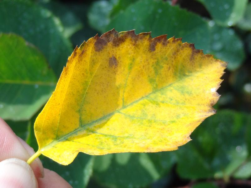 Saskatoon-Beere Forestburg mit beginnender Herbstfärbung