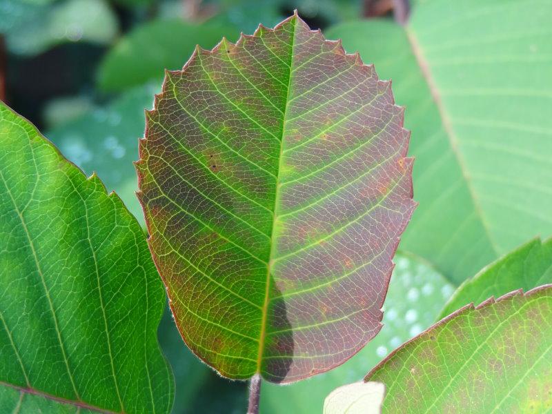 Blatt von Amelanchier alnifolia Forestburg im Austrieb