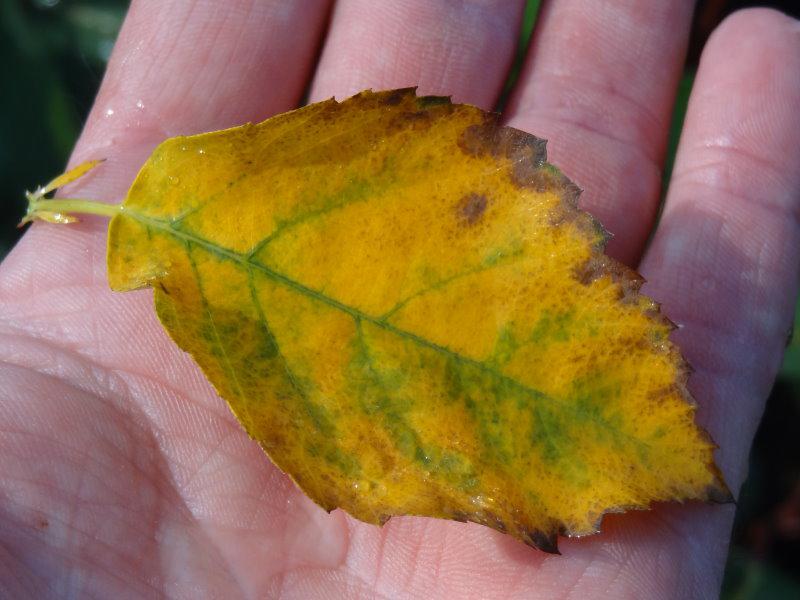 Gelbes Herbstlaub von Amelanchier alnifolia Forestburg