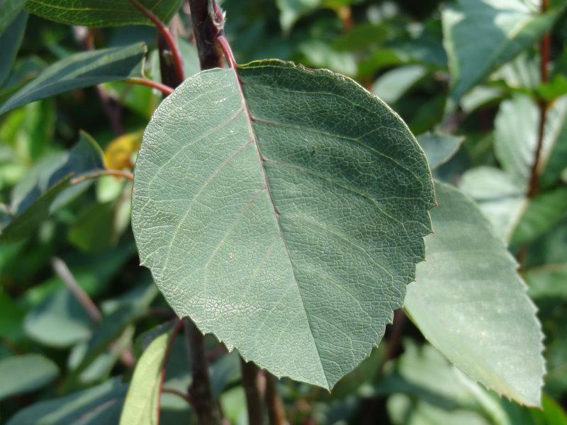 Sommergrünes Blatt der Erlenblättrigen Felsenbirne Forestburg