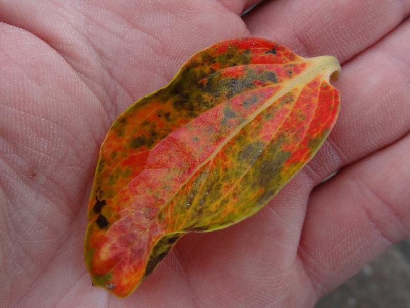 Beginnende Herbstfärbung bei Diospyros kaki Nikitas Gift