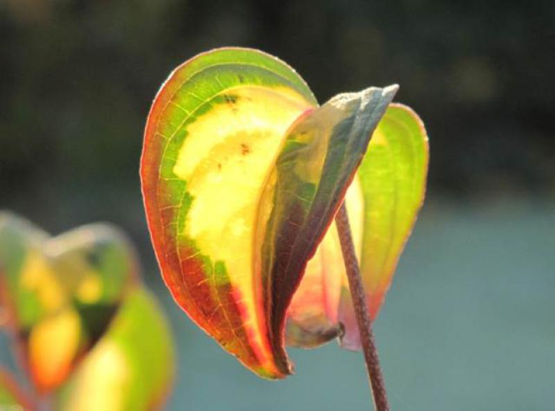Gold-Blumenhartriegel mit beginnender Herbstfärbung
