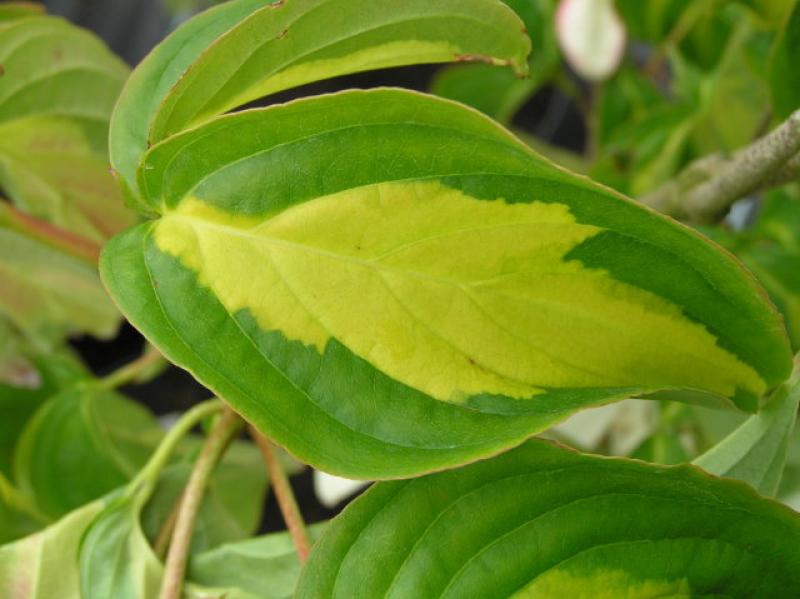 Gold-Blumenhartriegel - gelbgrünes Blatt