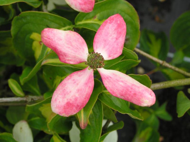 Gold-Blumenhartriegel - rosa-weiße Blüte