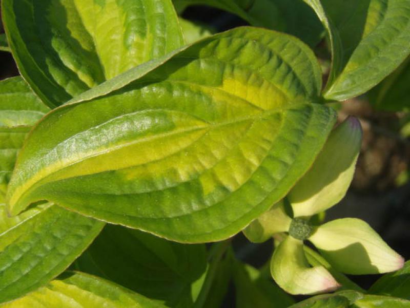 Attraktives Blatt bei Cornus kousa Goldstar