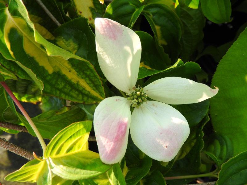 Gold-Blumenhartriegel - weißblühender Zierstrauch
