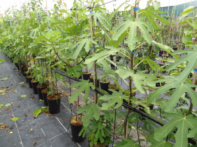 Ficus carica Dalmatica als gestäbte Pflanzen an der Stellage