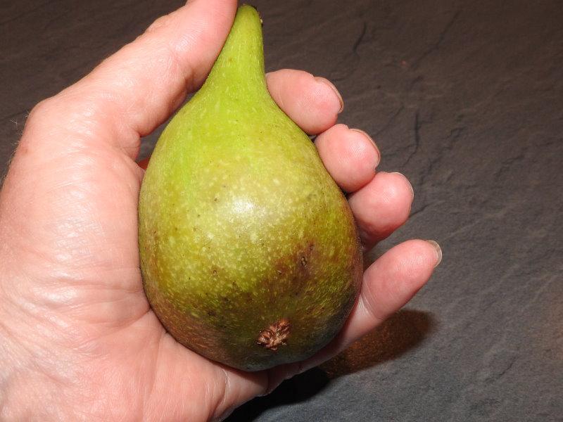 Große, längliche Frucht der Ficus carica Dalmatica