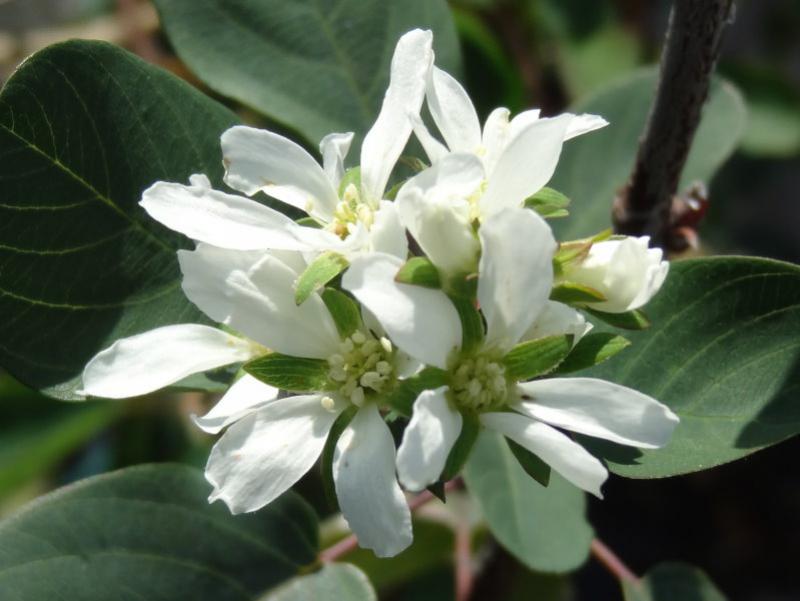 Amelanchier rotundifolia Helvetica - weißblühender Zierstrauch