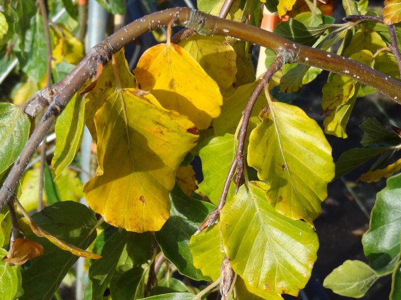 Gelbe Herbstfärbung der Trauerbuche