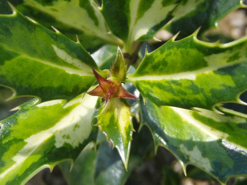 Ilex aquifolium White Cream (Triebspitze)
