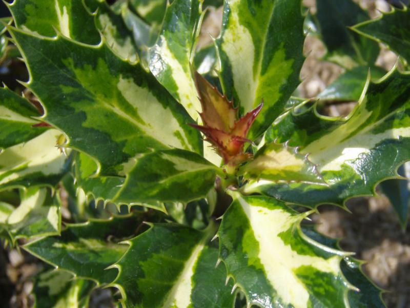 Das auffallend panaschierte Laub von Ilex aquifolium White Cream