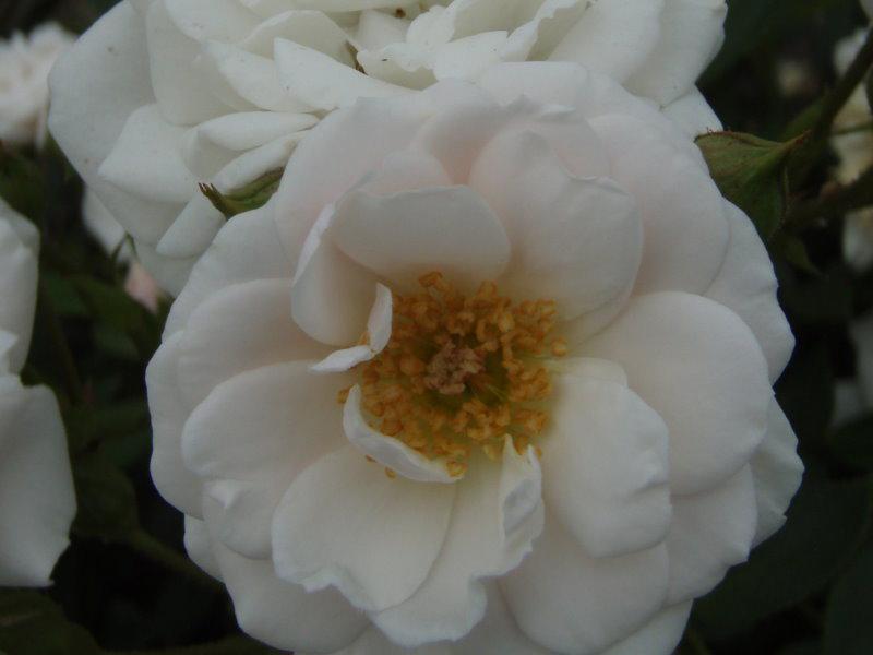 Die Blüten der Rose Schneeküßchen ®