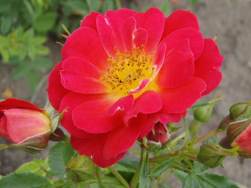 Bienenweide mit hellroter Blüte