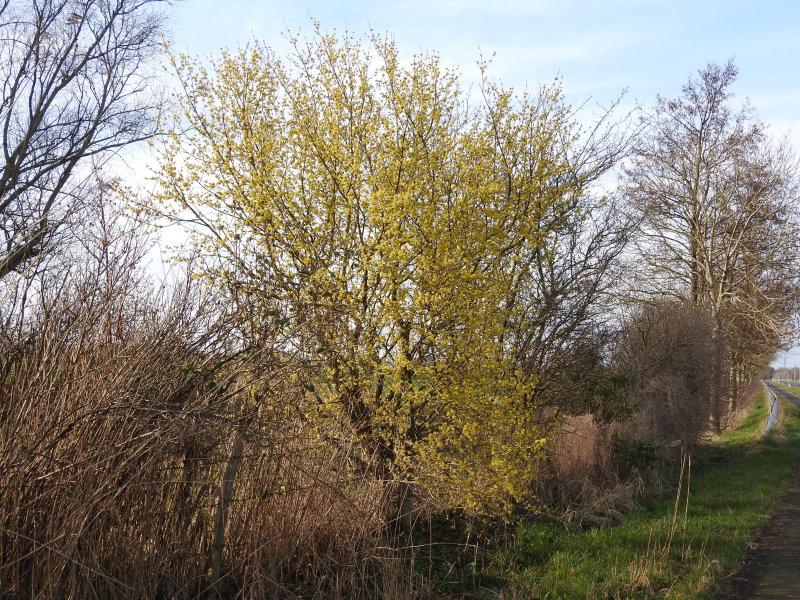 Erst Blütengrüße im Jahr - die Kornelkirsche (Cornus mas)