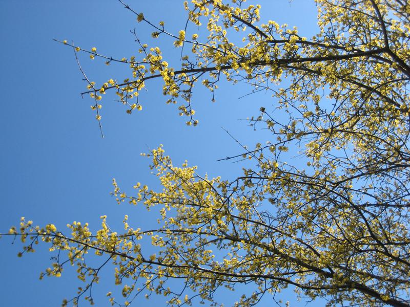 Die Kornelkirsche kann als Bienenweide gepflanzt werden.