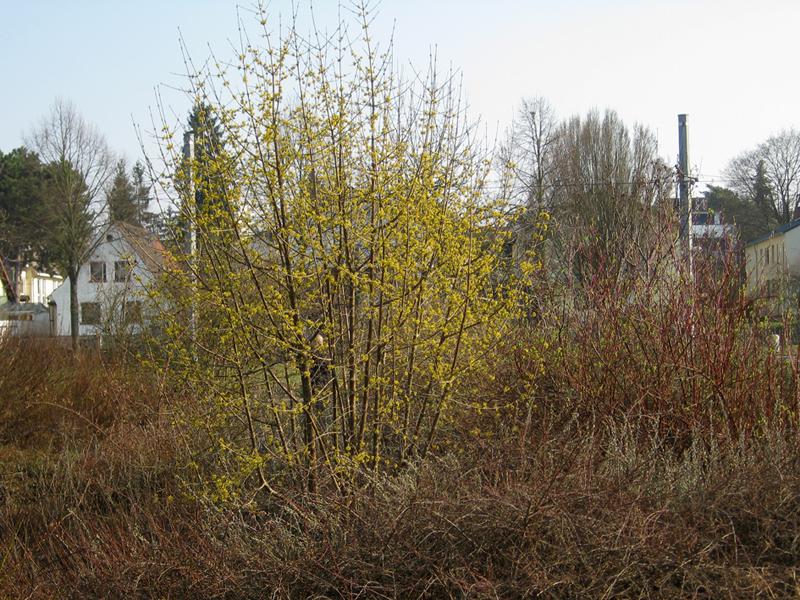 Einheimischer Frühblüher mit gelben Blüten - die Kornelkirsche