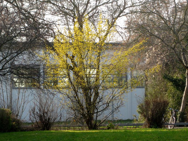 Die Kornelkirsche trägt weithin sichtbare, leuchtend gelbe Blüten.