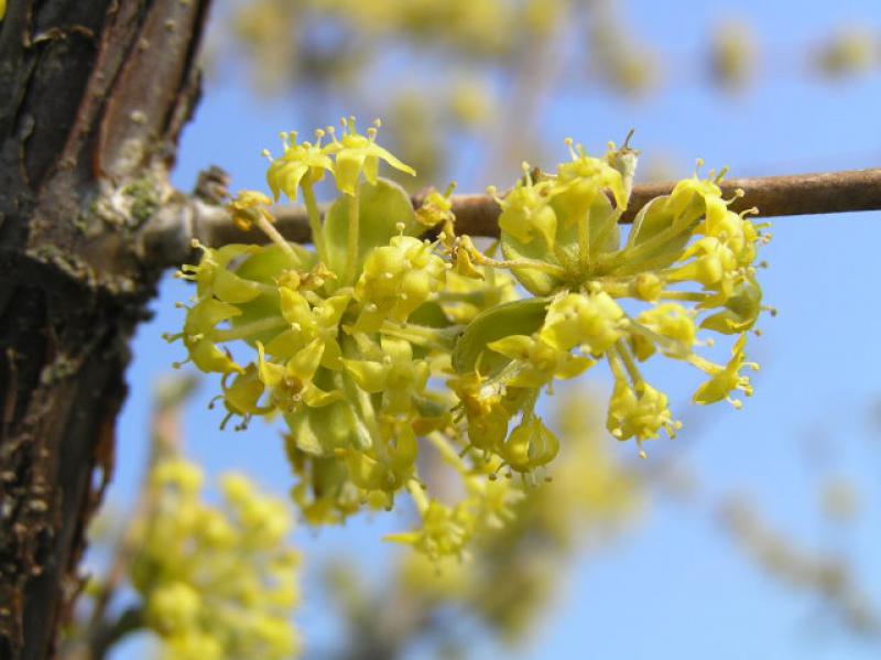 Kornelkirsche, Herlitze, Dürlitze - gelbe Blüten