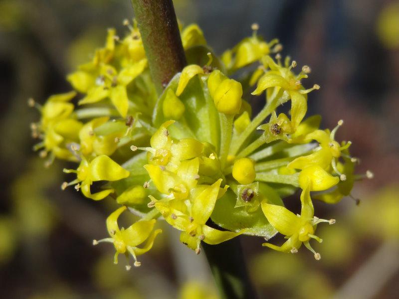 Cornus mas blüht gelb.