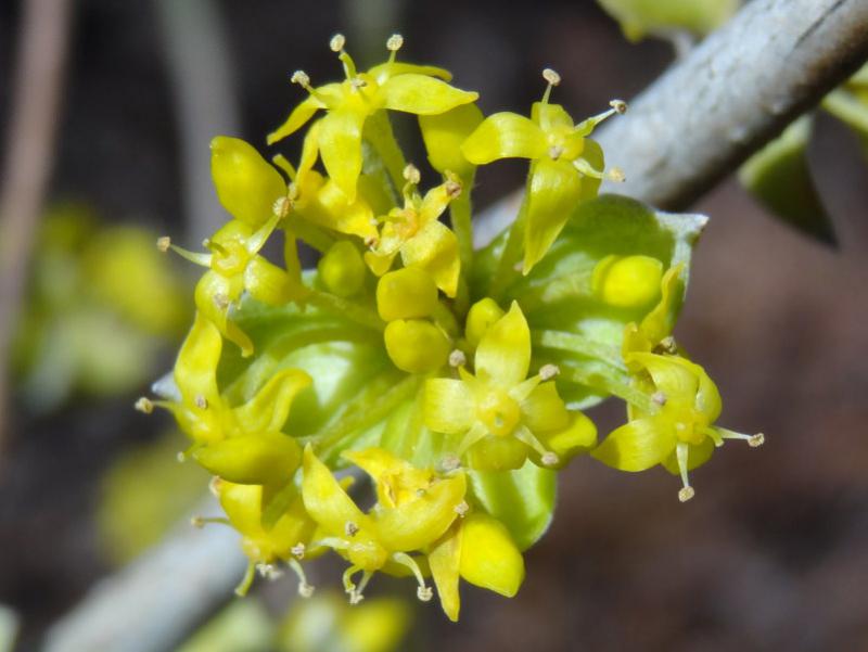 Gelbe Blüten der Kornelkirsche öffnen sich schon früh im Jahr.