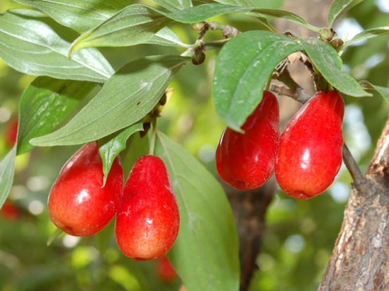 Früchte der Kornelkirsche Kazanlak