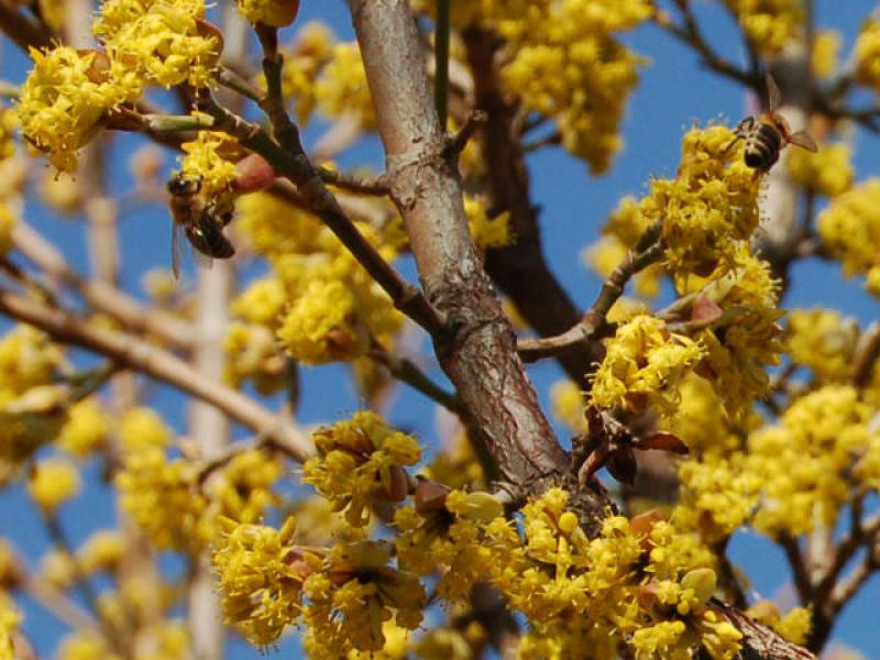 Blüte der Kornelkirsche Kazanlak