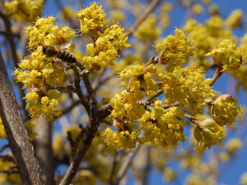 Blüte der Kornelkirsche Kazanlak