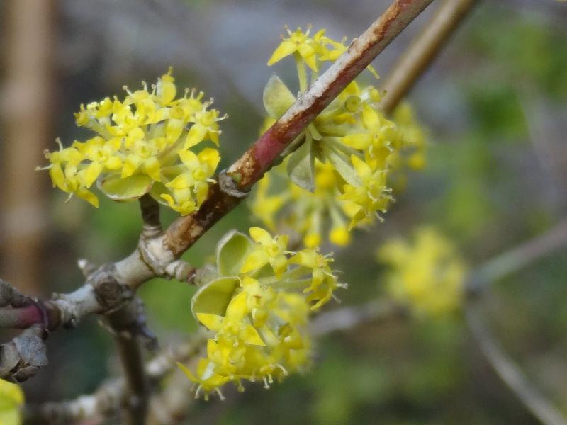 gelbe Blüte von Cornus mas Variegata